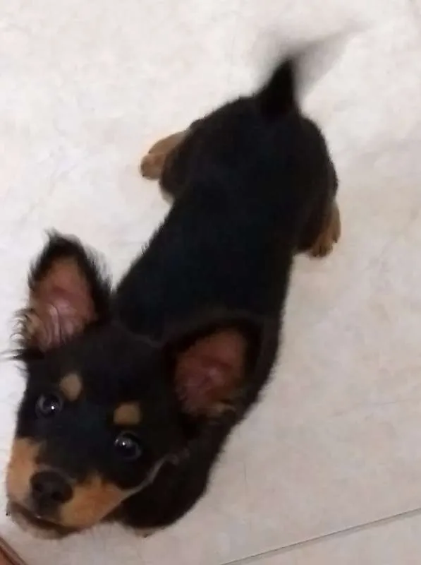 Cachorro ra a viralata idade 2 a 6 meses nome Romeu