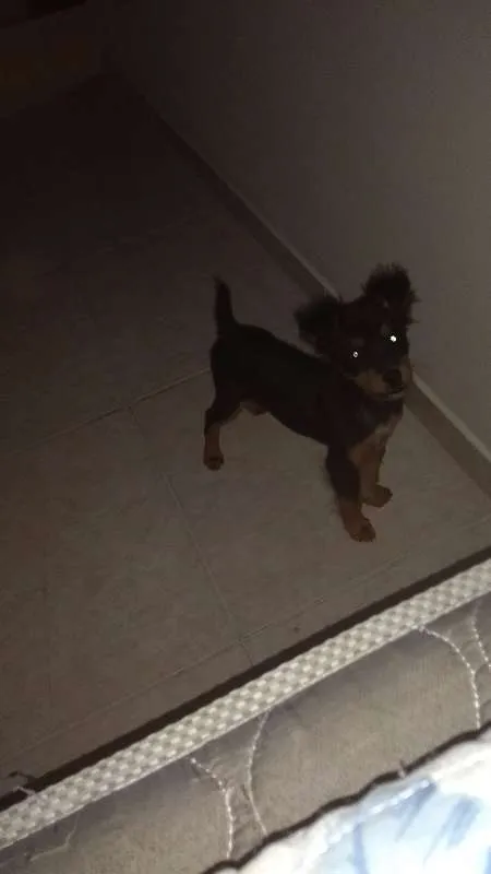 Cachorro ra a viralata idade 2 a 6 meses nome Romeu