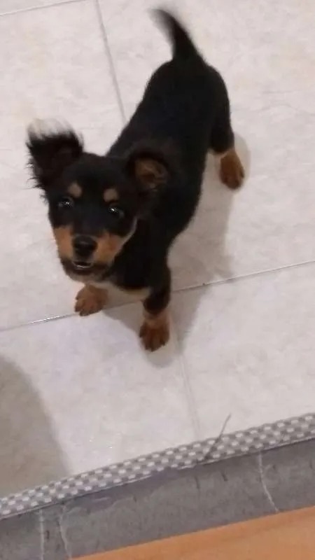 Cachorro ra a viralata idade 2 a 6 meses nome Romeu