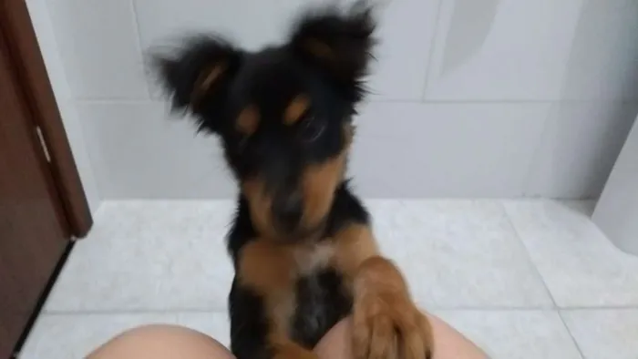 Cachorro ra a viralata idade 2 a 6 meses nome Romeu