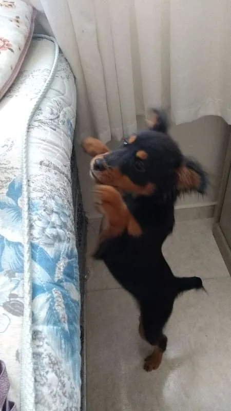 Cachorro ra a viralata idade 2 a 6 meses nome Romeu