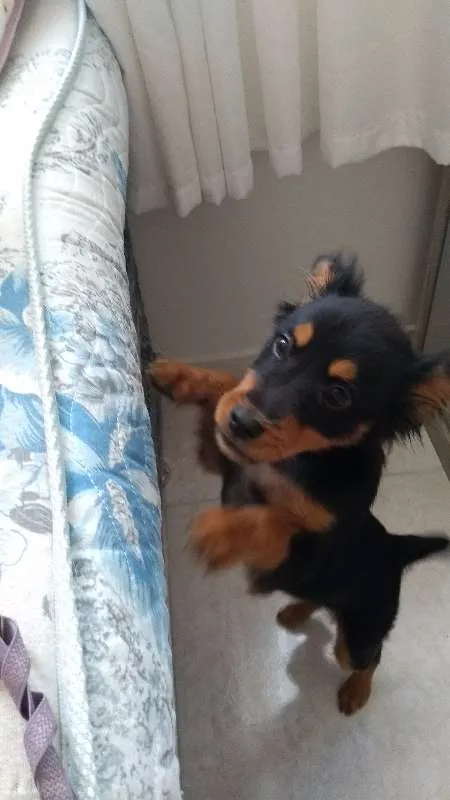 Cachorro ra a viralata idade 2 a 6 meses nome Romeu