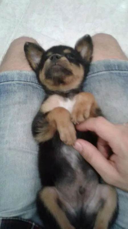 Cachorro ra a viralata idade 2 a 6 meses nome Romeu