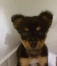 Romeu