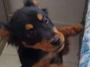 Cachorro raça viralata idade 2 a 6 meses nome Romeu