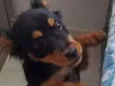Romeu