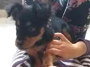 Cachorro ra a viralata idade 2 a 6 meses nome Romeu