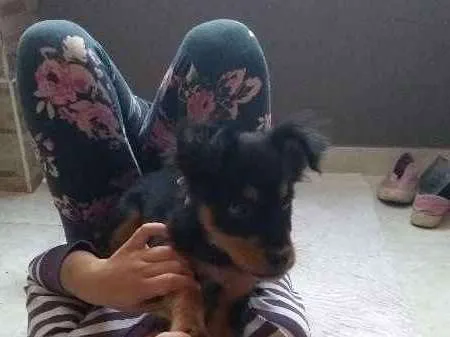 Cachorro ra a viralata idade 2 a 6 meses nome Romeu
