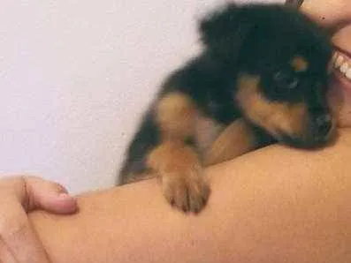 Cachorro ra a viralata idade 2 a 6 meses nome Romeu