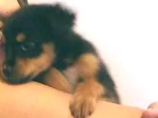 Cachorro ra a viralata idade 2 a 6 meses nome Romeu