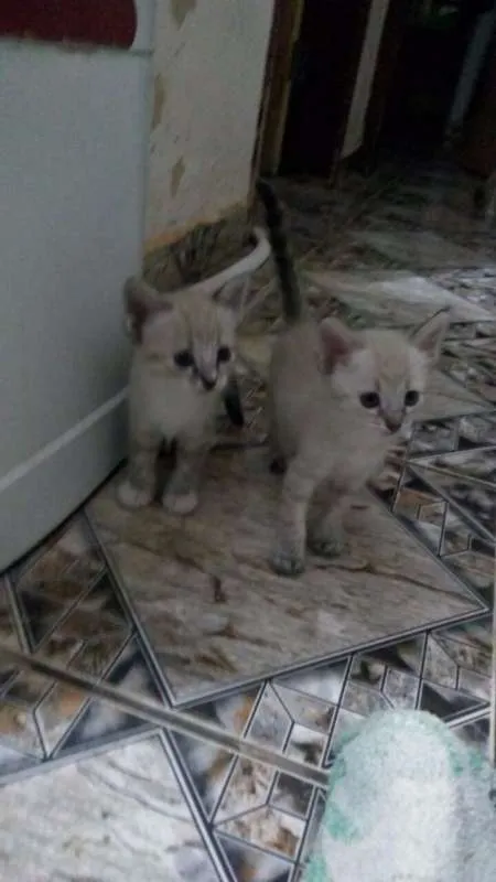 Gato ra a  idade 2 a 6 meses nome sem nome