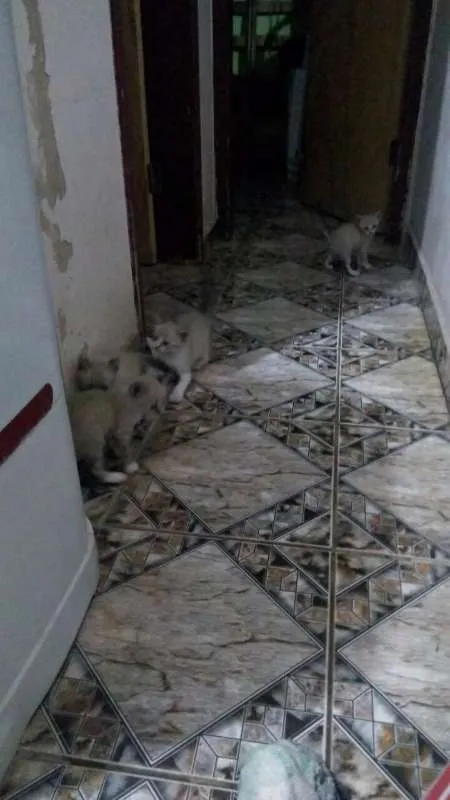 Gato ra a  idade 2 a 6 meses nome sem nome