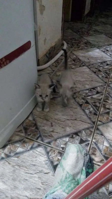 Gato ra a  idade 2 a 6 meses nome sem nome