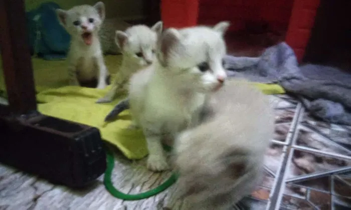Gato ra a  idade 2 a 6 meses nome sem nome