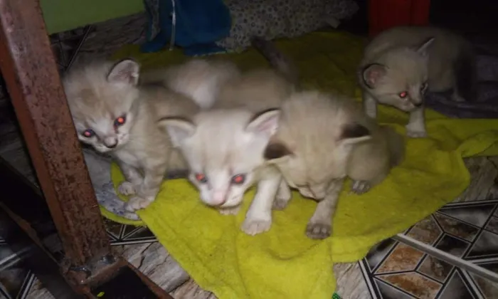Gato ra a  idade 2 a 6 meses nome sem nome