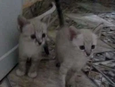 Gato ra a  idade 2 a 6 meses nome sem nome