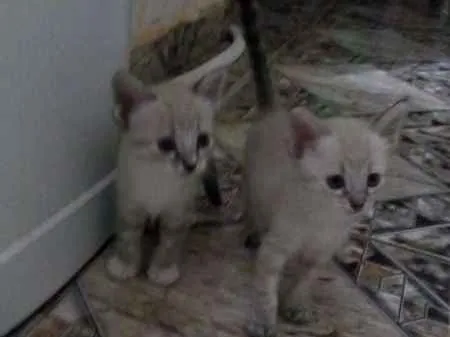 Gato ra a  idade 2 a 6 meses nome sem nome