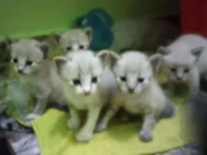 Gato raça  idade 2 a 6 meses nome sem nome