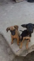 Pretinha e Caramelo