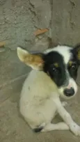 Manchinha