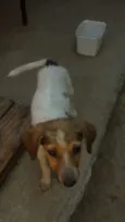Penélope