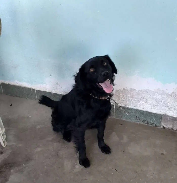 Cachorro raça Vira-lata idade 2 anos nome Dob