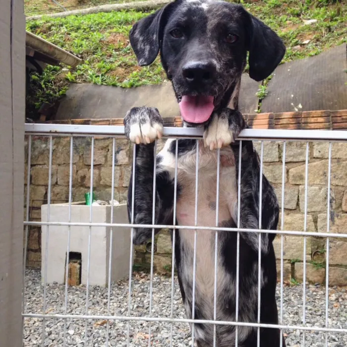 Cachorro ra a SRD idade 5 anos nome Paquita