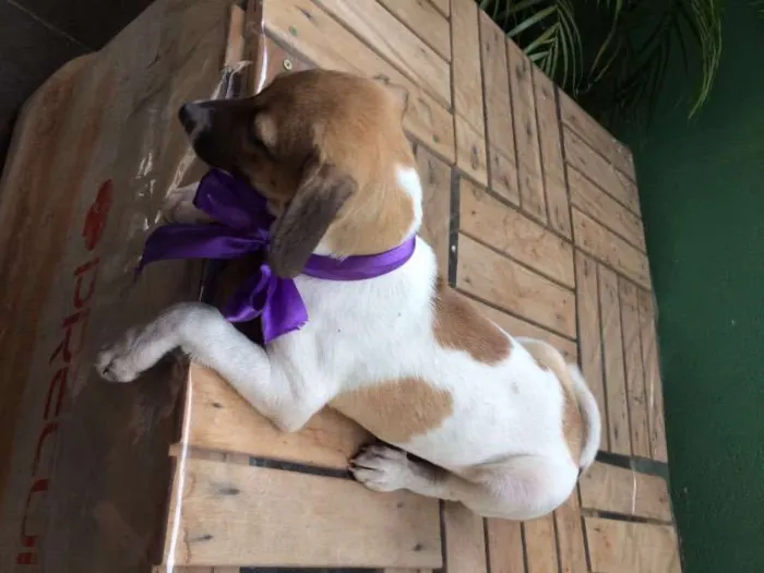 Cachorro raça Setter idade 2 a 6 meses nome BONECA