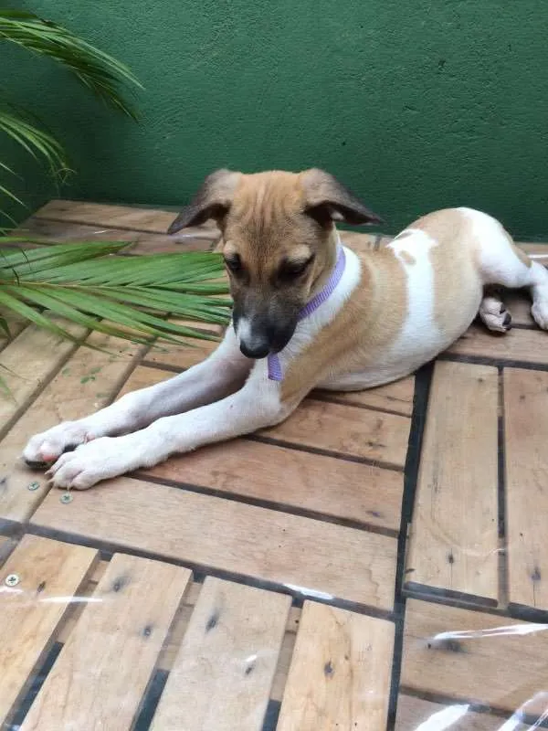 Cachorro raça Setter idade 2 a 6 meses nome BONECA
