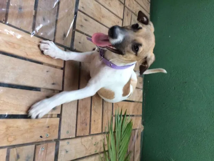 Cachorro raça Setter idade 2 a 6 meses nome BONECA