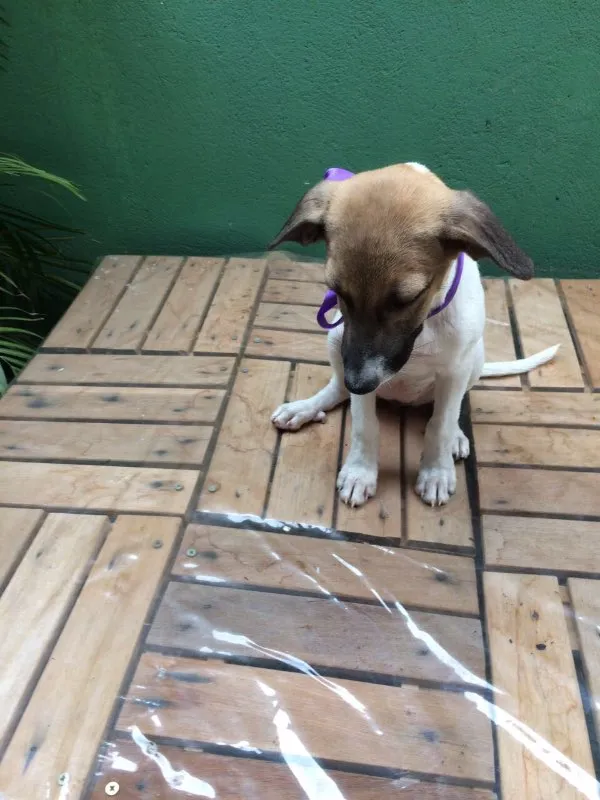 Cachorro raça Setter idade 2 a 6 meses nome BONECA