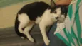 Peteca