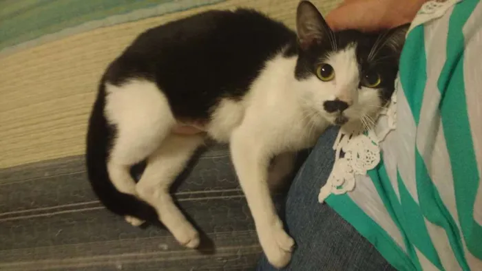 Gato ra a SRD idade 2 a 6 meses nome Peteca
