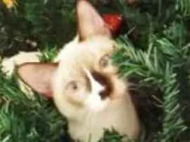 Gato raça Sialata - viralata com siamês idade 5 anos nome Cappuccino