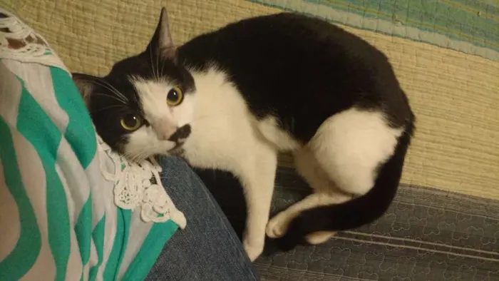Gato ra a SRD idade 2 a 6 meses nome Peteca