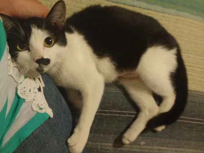 Gato ra a SRD idade 2 a 6 meses nome Peteca