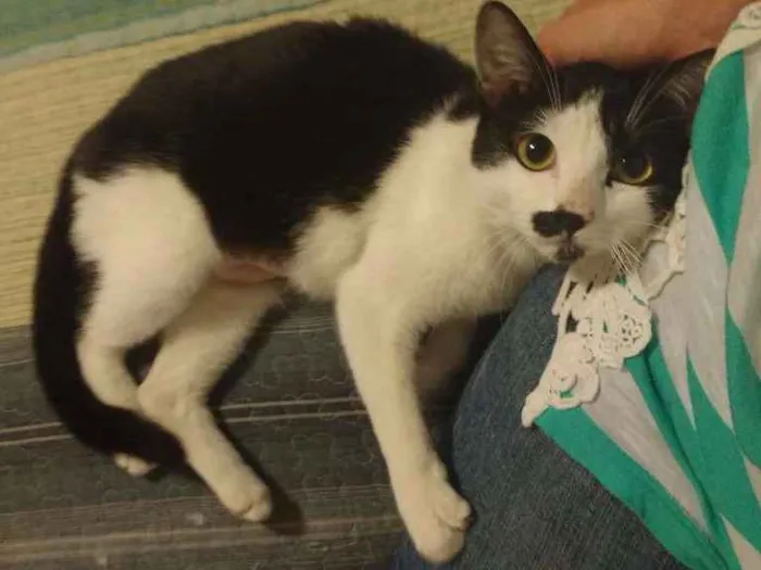 Gato ra a SRD idade 2 a 6 meses nome Peteca
