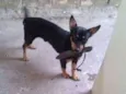cezar