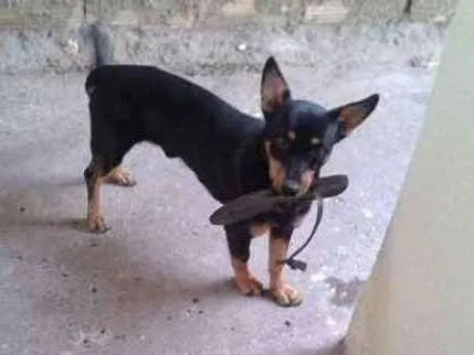 Cachorro raça SRD idade 3 anos nome cezar