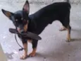 cezar