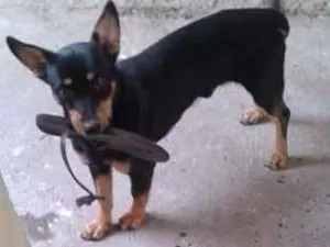 Cachorro raça SRD idade 3 anos nome cezar