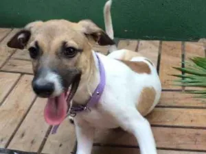 Cachorro raça Setter idade 2 a 6 meses nome BONECA