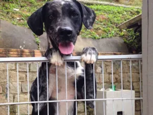 Cachorro raça SRD idade 5 anos nome Paquita