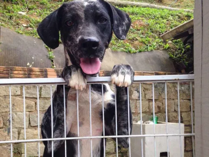 Cachorro ra a SRD idade 5 anos nome Paquita