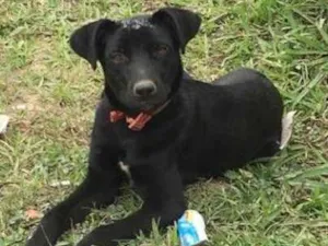 Cachorro raça Mix de Labrador idade 2 a 6 meses nome Hanna