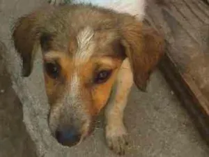 Cachorro raça Vira lata idade 2 a 6 meses nome Penélope