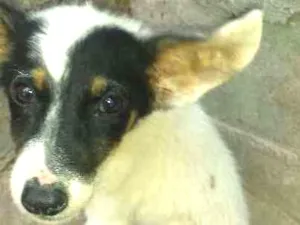 Cachorro raça Vira lata idade 2 a 6 meses nome Manchinha