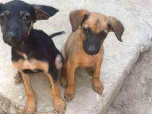 Cachorro raça vira lata idade 2 a 6 meses nome Pretinha e Caramelo