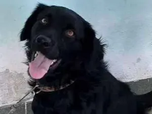 Cachorro raça Vira-lata idade 2 anos nome Dob