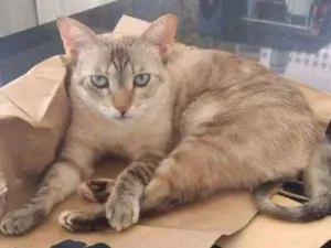 Gato raça mestiça idade 5 anos nome Nina